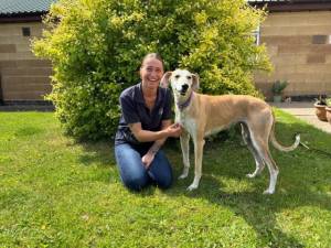 Brenda - Female Lurcher Photo