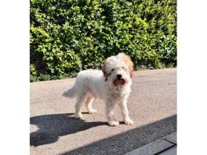 Mike - Male Poodle Photo