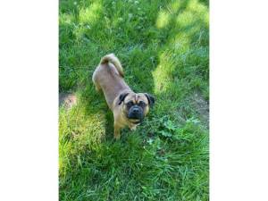 Buffy - Female Pug Photo