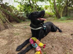 Labrador Retriever For Adoption in Leicester