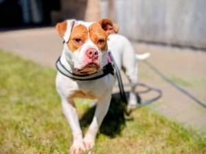Maggie - female Bulldog Cross Photo