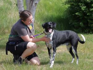 Harry - male Collie (Border) Cross Photo