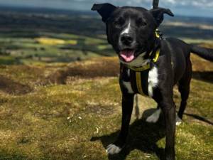 Apollo - male Terrier (Staffordshire Bull) Cross Photo