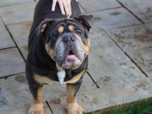 Vinnie - male Bulldog Photo
