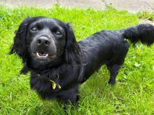 Teddy - male Dachshund (Smooth Haired) Cross Photo