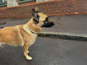 Juno - female German Shepherd Dog Photo