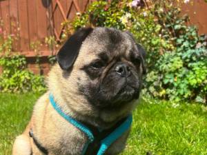 Winston - male Pug Photo