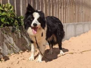 Badger - male Collie (Border) Photo