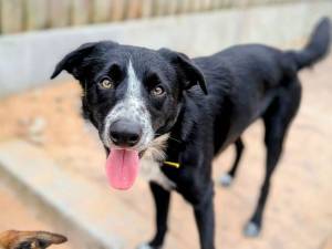 Jack - male Collie (Border) Photo