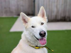 Norman - male Siberian Husky Photo