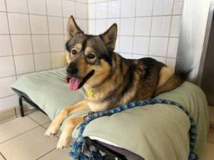 Marvin - male Crossbreed Photo