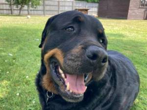 Hammer - male Rottweiler Photo