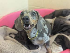 Lilly - female Dachshund (Smooth Haired) Photo