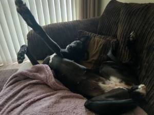 Lexi - female Lurcher Photo