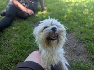 Lemon - female Shih Tzu Photo