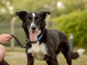 Benzy - male Collie (Smooth) Photo