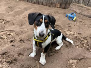 Elvis - male Dachshund (Smooth Haired) Cross Photo