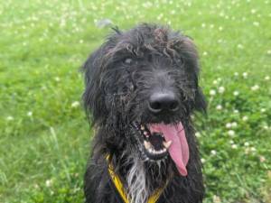 Teller - male Spaniel (English Springer) Cross Photo