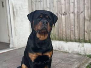 Chop - male Rottweiler Photo