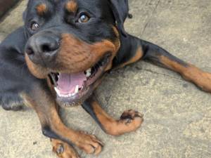 Gunner - male Rottweiler Photo