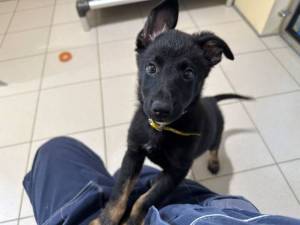 Clarinet - female Crossbreed Photo
