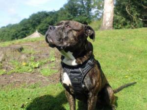 Guinness - male American Bulldog Cross Photo
