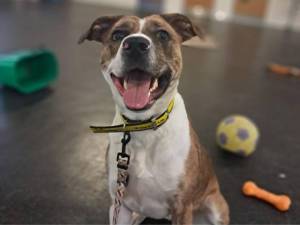 Daisy - female Terrier (Staffordshire Bull) Cross Photo