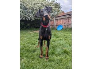 Henry - Male Dobermann Photo
