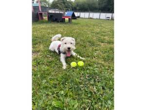 Terrier - other For Adoption in Leicester