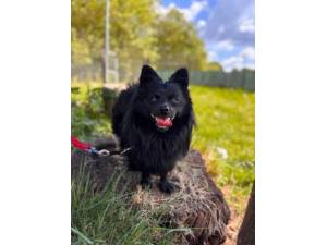 Bear - Male Pomeranian Cross Photo