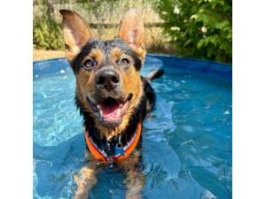 Diego - Male German Shepherd Cross Photo