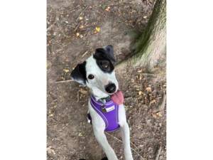 Jackie - Female Terrier - other Photo
