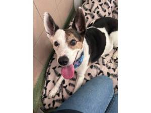  For Adoption in Leicester