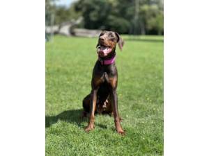 Uno - Female Dobermann Photo