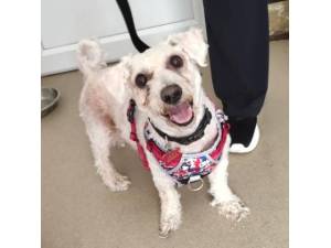 Toto - Male Bichon Frise Photo