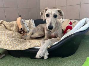Schmitt - Male Lurcher Photo