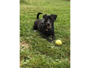 Moose - Male Dogs Photo