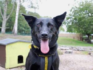 Nala - female German Shepherd Dog Cross Photo