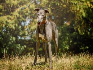 Perseus - male Greyhound Photo