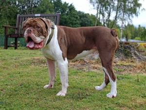 Rodney - male Bulldog Photo
