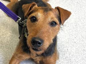 Cuan - male Terrier (Lakeland) Cross Photo