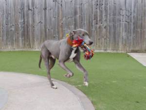 Gus - male Lurcher Photo
