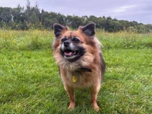 Luka - male Pomeranian Cross Photo