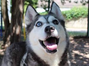 Aurora - female Siberian Husky Photo