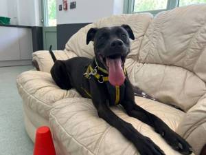 Dot - female Terrier (Staffordshire Bull) Cross Photo