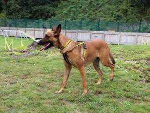 Zula - female Belgian Shepherd Dog (Malinois) Photo