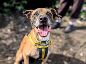 Dalton - male Terrier (Staffordshire Bull) Cross Photo