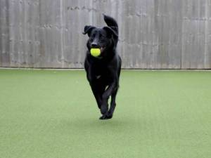 Toby - male German Shepherd Dog Cross Photo