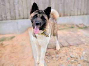 River - female American Akita Photo