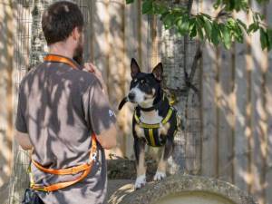 Kira - female Terrier (Bull) Photo